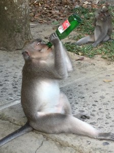 Monkey with a beer