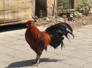 A free roaming rooster