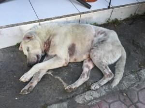 Bali Dog sleeping outside a store front on Monkey Forest Road