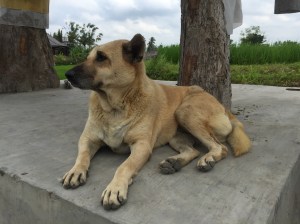 Bali Dog in the rice fields of Jl. Raya Tjampuhan, Ubud, Indonesia