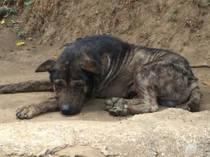Bali dog in Munduk, Indonesia