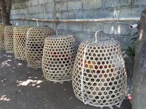 Cocks in cages for fighting purposes.