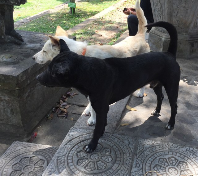 Bali dogs at the Tirta Gangga Water temple - Bali Indonesia
