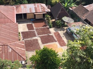 Cloves drying in the sun