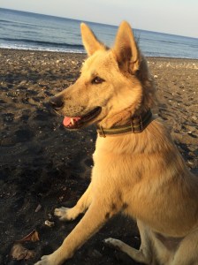 Bali dog on the beach in Amed