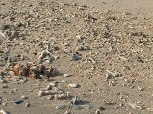 Sharp coral on the shoreline