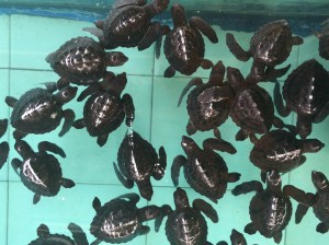 Baby sea turtles