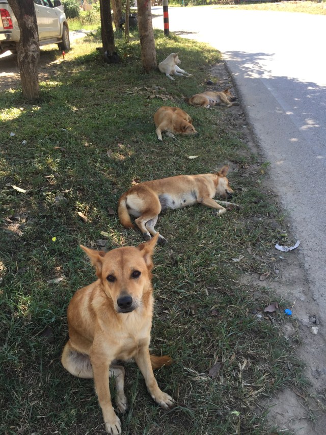 Feral dogs chilling roadside in Pai Thailand