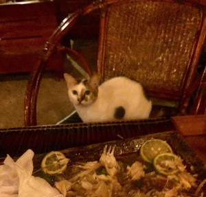 Cat seeking out a fish dinner