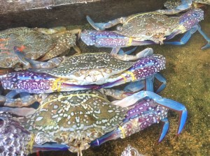 Kampot crabs