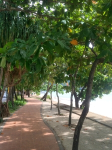 Tree lined beach sidewalk