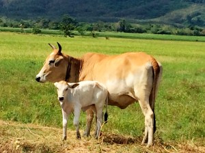 Cows in Langkawi