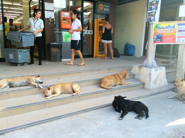 Dogs at 7/11