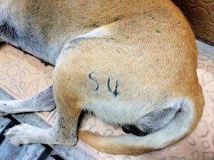 Numbered dog in Koh Lipe