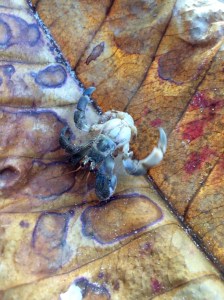 Hermit crab w/ no shell