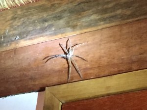 Gigantic spider in Koh Lipe