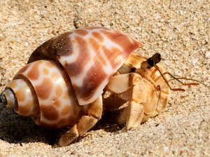 Beach bum on Ngapali Beach