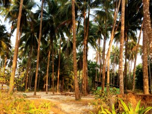 Empty beachfront land