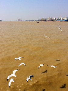 Brown river water and birds eating from the ferry
