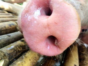 Pig in Bamboo Village - Dala, Burma