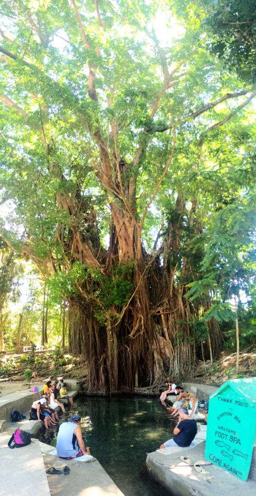 The Balete tree & fish pond