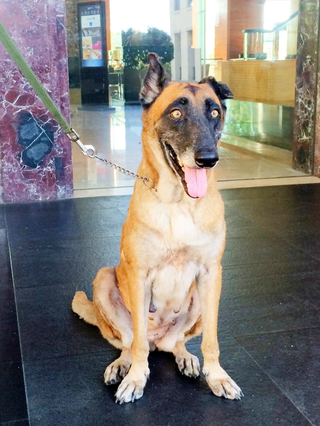 Bomb sniffing dog at Radisson Blu Hotel