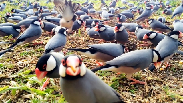 Java sparrow smiling at my camera