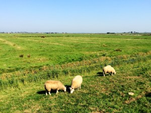 Farm in Zaans Schans
