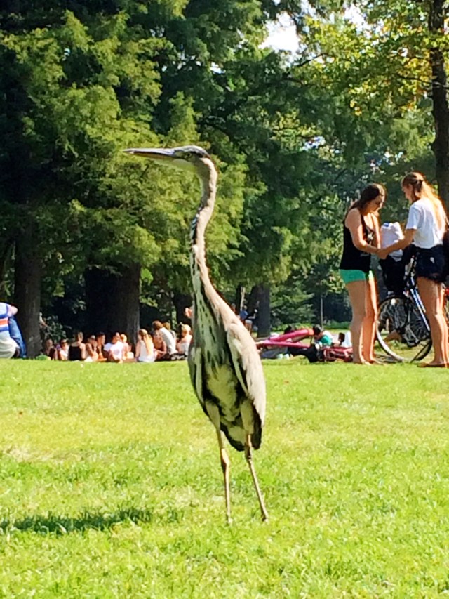 Egret looking to see what snacks I'm giving out