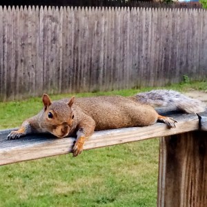 My lady friend hanging out with me on the porch