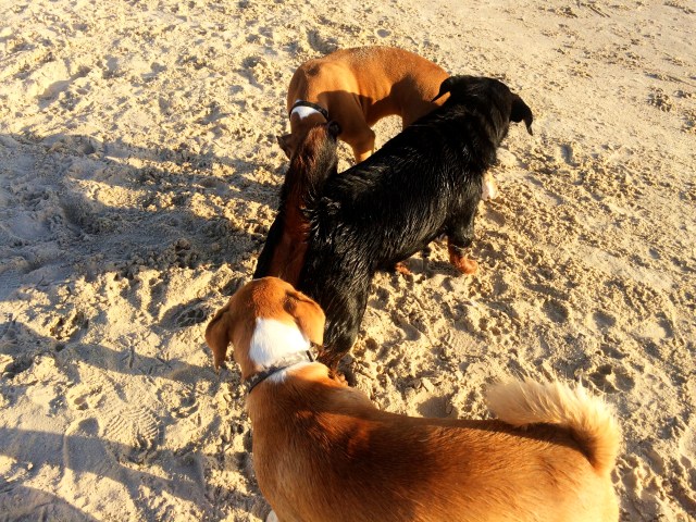 Getting a brief biography of a new friend