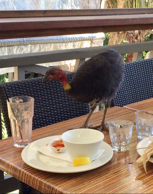 Australian bush turkey
