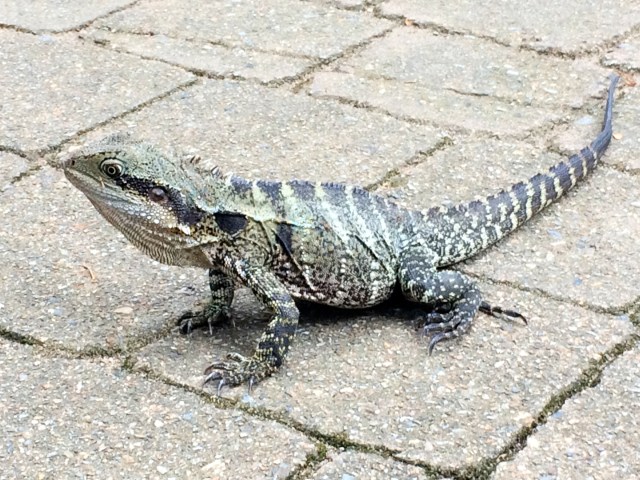 Austrlian water dragon
