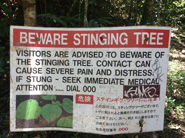 Stinging tree warning