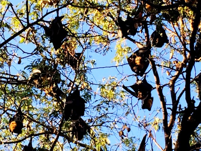 Spectacled Flying Fox colony