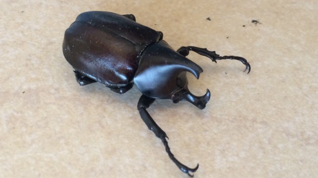 Horned beetle (missing a horn)