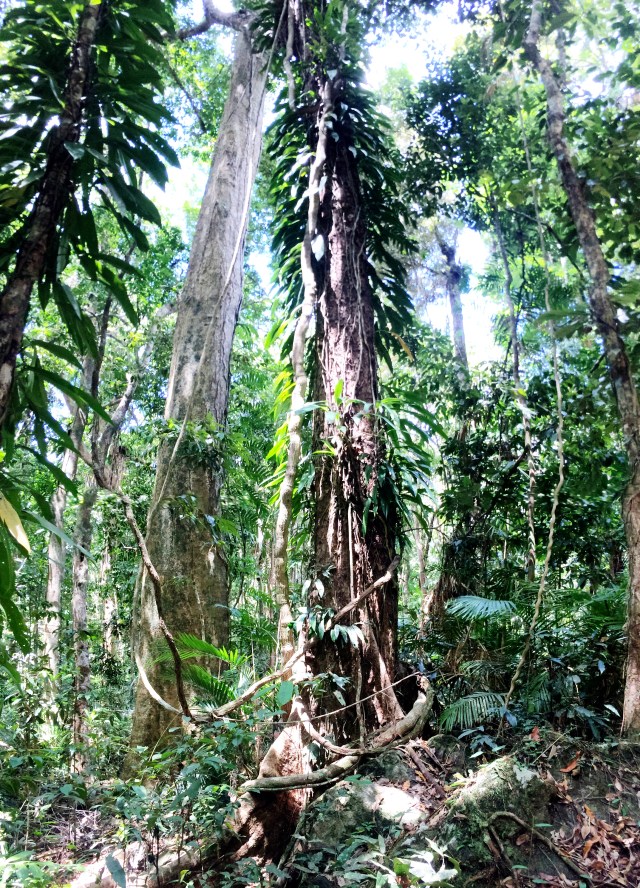 Daintree Rainforest