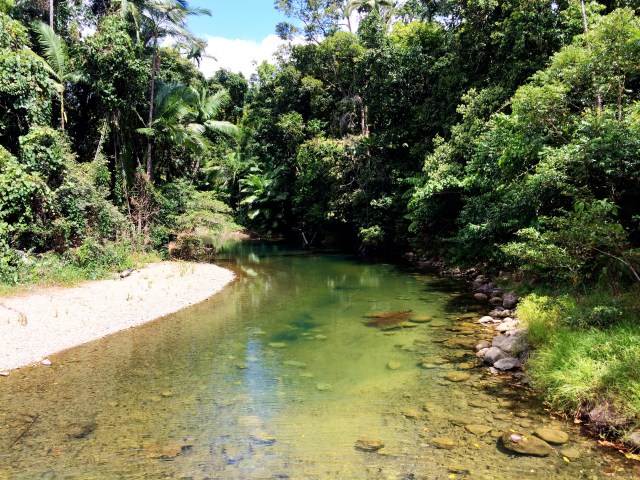 Creek in Daintree