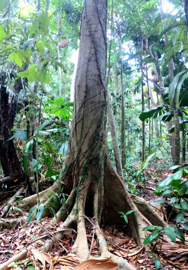 Daintree National Park