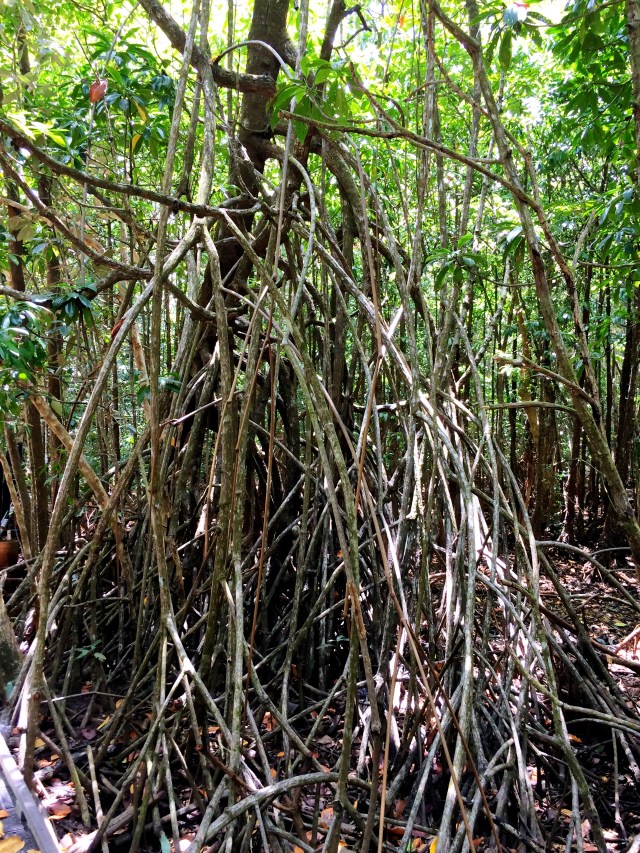 Mangroves