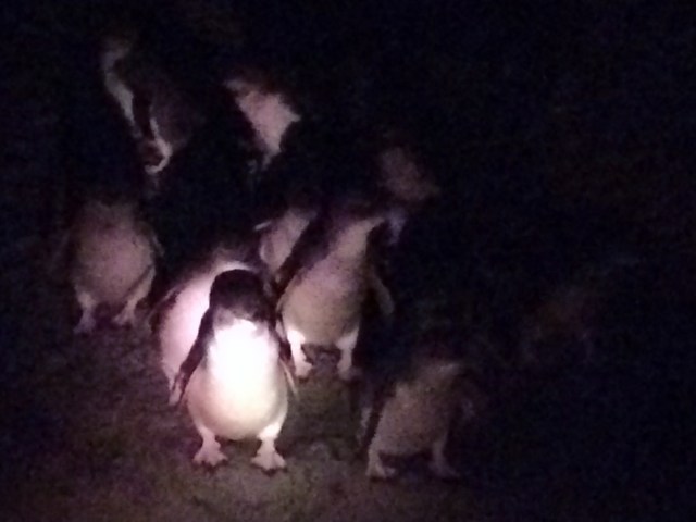 Penguins returning home