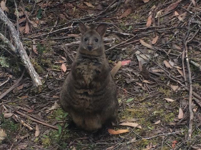 Quokka begging for fruit