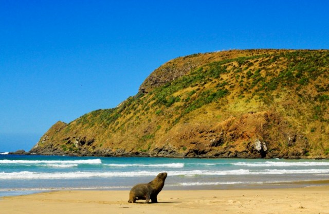 Sea lion coming out of the sea to rest