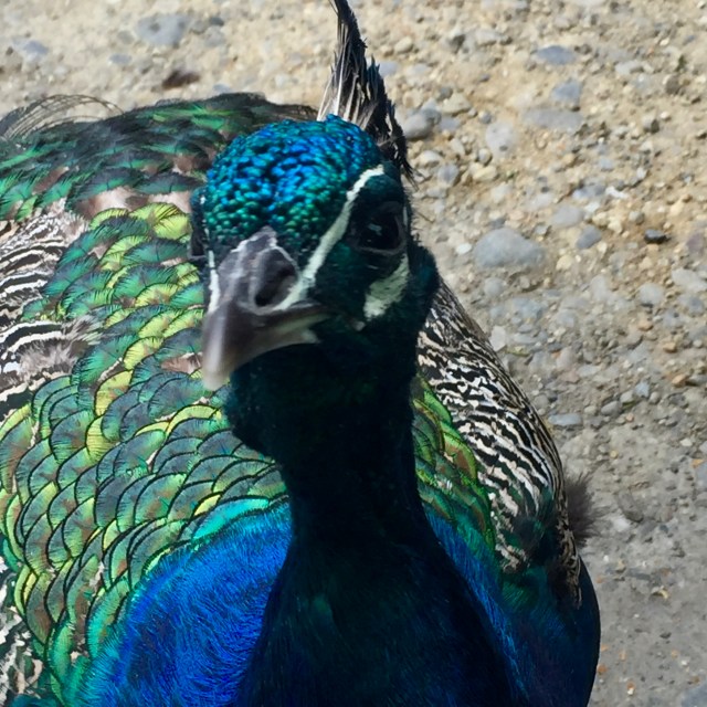 Peacock looking for a handout