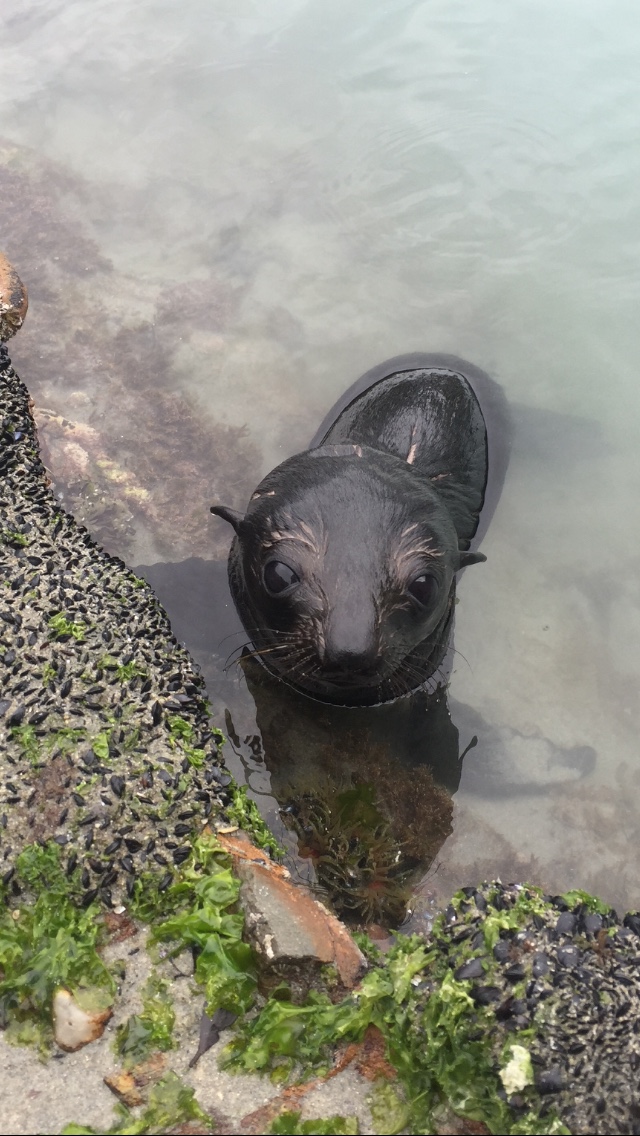 Baby seal pup